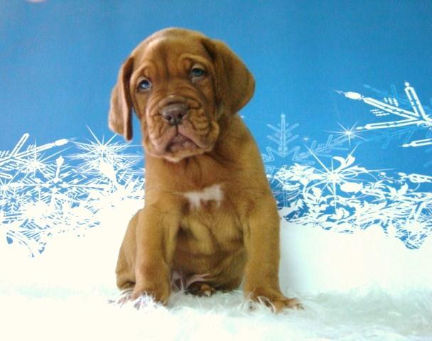 Dogo de Burdeos cachorros con pedigree y dos meses de edad