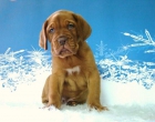 Dogo de Burdeos cachorros con pedigree y dos meses de edad - mejor precio | unprecio.es