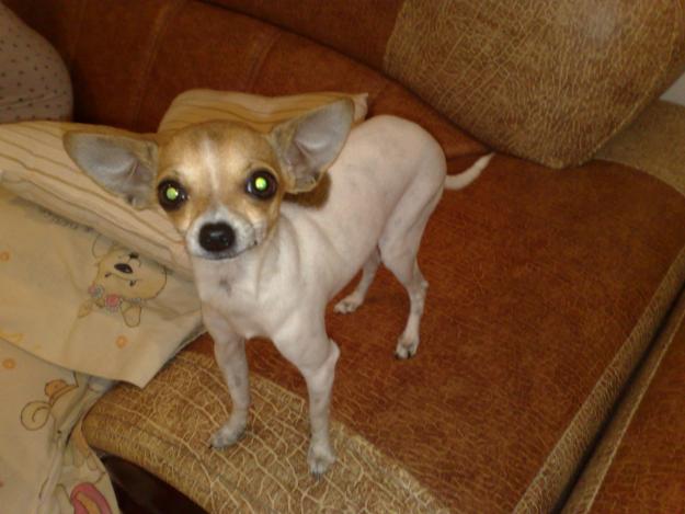 HEMBRA CHIHUAHUA BUSCA MACHO PARA MONTA