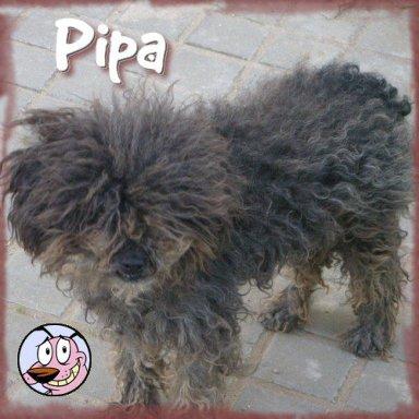 PIPA, CRUCE DE CANICHE TAMAÑO PEQUEÑO, NECESITA ACOGIDA O ADOPCIÓN URGENTE¡¡