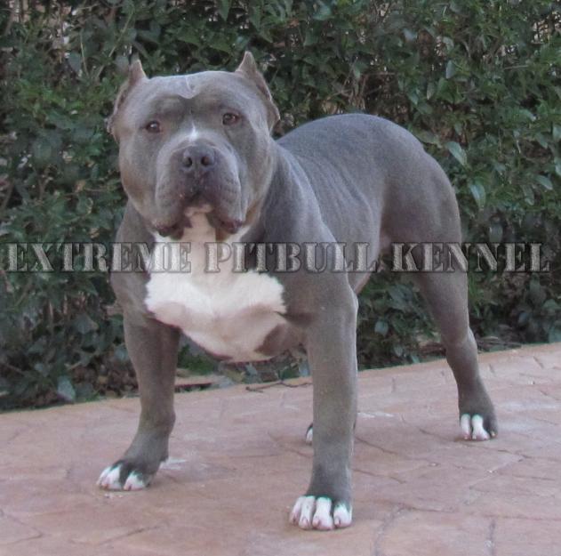 Pitbull Blue