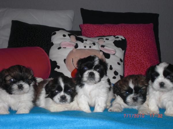 Ultimos Cachorros Shih-Tzu