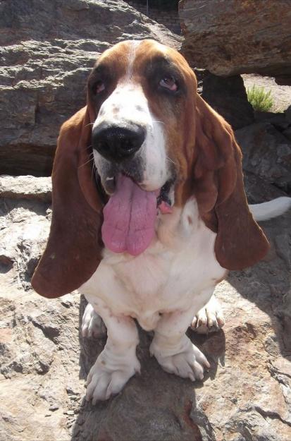 Vendo Basset Hound Compralo