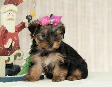 Yorkie cachorros disponibles para nuevas viviendas???