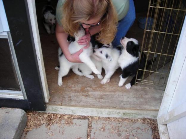 Adopto Dos Ultimo cachorroS de border collie 4 mese