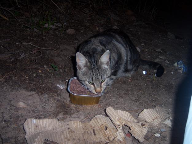 Busco dueño para gato pardo macho joven y buenazo