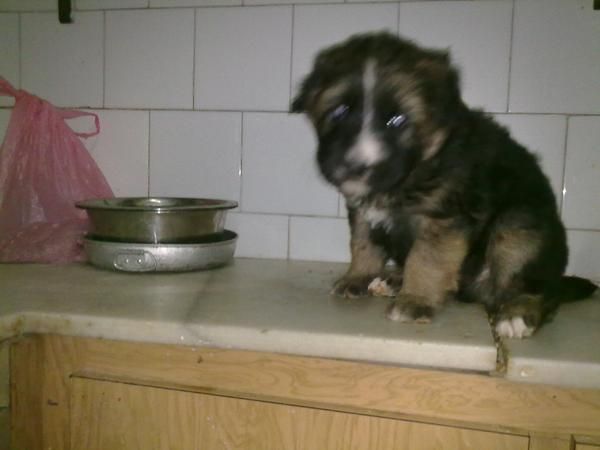 cachorritos mezcla de pastor aleman con labrador