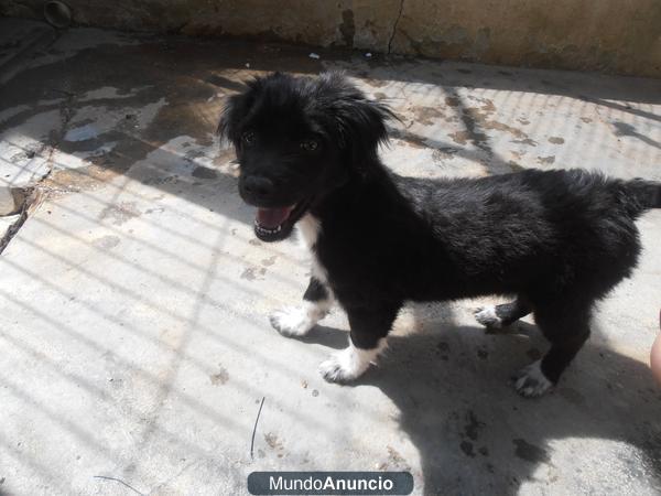 cachorro abandonado busca familia urgente