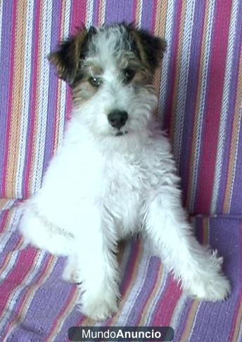 Cachorro Fox Terrier