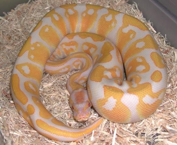 Jóvenes 1,2 Albino Python