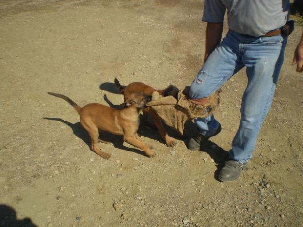 pastor belga malinois