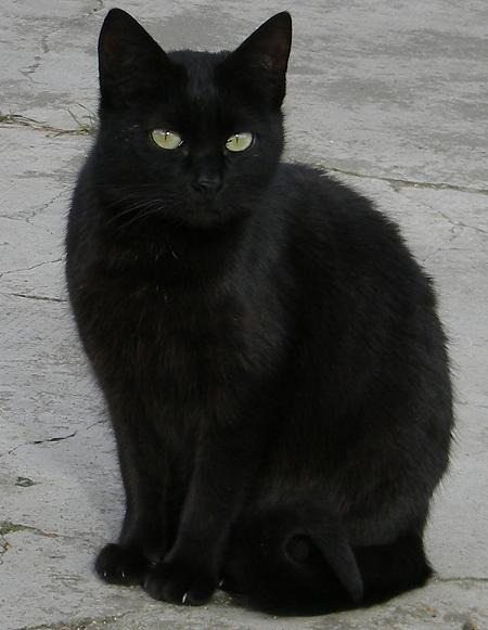 Petita, una gata que es como un bomboncito negro