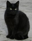 Petita, una gata que es como un bomboncito negro - mejor precio | unprecio.es
