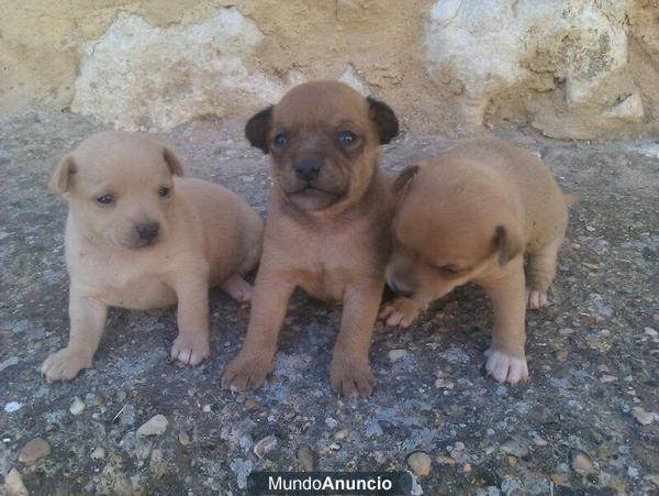 Regalo 3 cachorros mestizos ( raza desconocida)