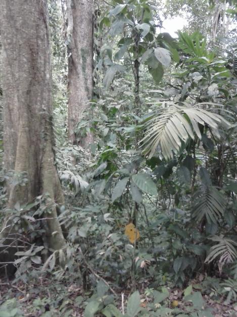 vella finca sona turistica cahuita plya ysol