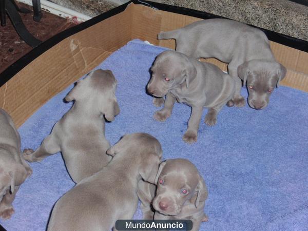 Vendo cachorros braco weimaraner