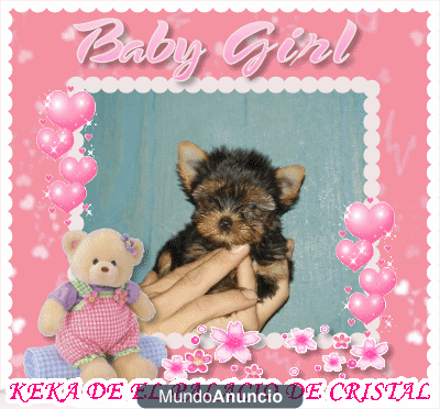 yorkshire terrier cachorritos toys y miniaturas nacionales con pedigri de loe