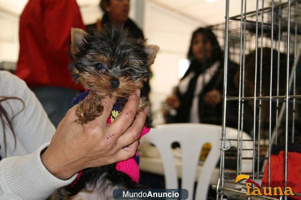 Yorkshire Terrier Mini en venta