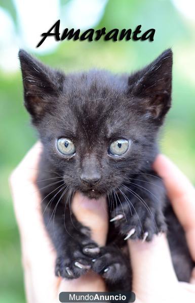 Adopta a esta adorable gatita negra de ojos claros