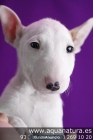 BULL TERRIER- CACHORROS - GARANTÍA AQUANATURA - TIENDA EN BARCELONA – VENTA - mejor precio | unprecio.es