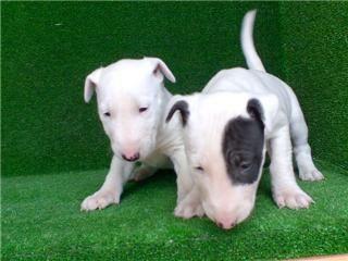 Cachorrita Bullterrier