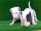 Cachorrita Bullterrier - mejor precio | unprecio.es