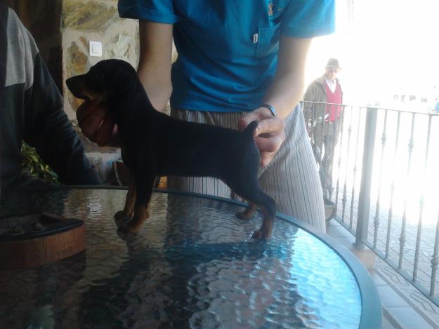 CACHORROS DE PINSCHER MINIATURA