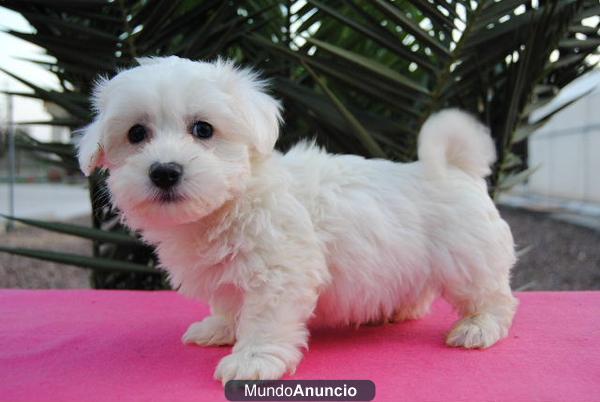 Camada de Bichon Maltes 340€ disponibles