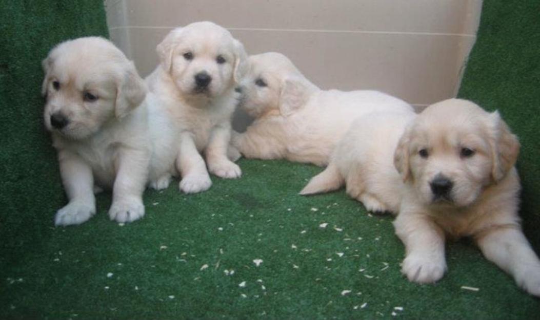 Goldens preciosos cachorros con pedigri