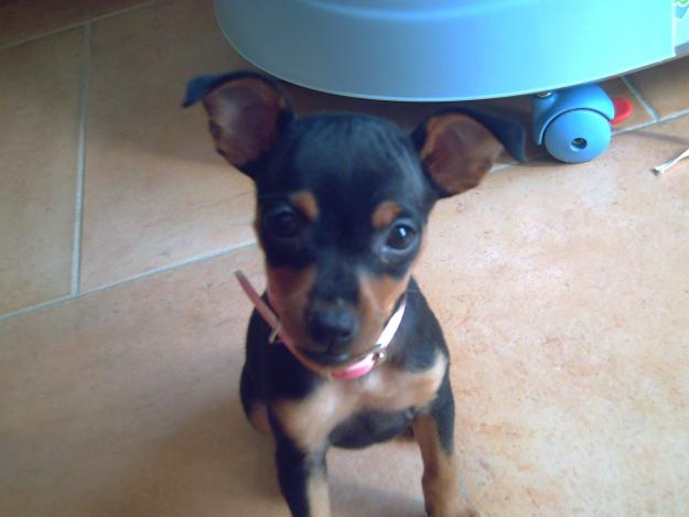 mini pinscher con 2 meses