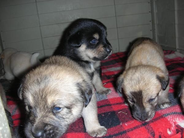 Regalo cachorritos de labrador marrones y negros