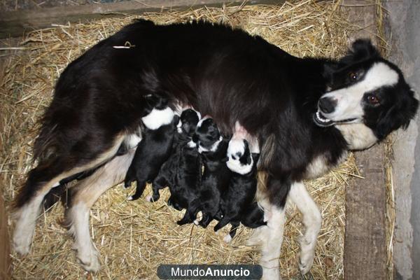 Se venden cachorros Border Collie