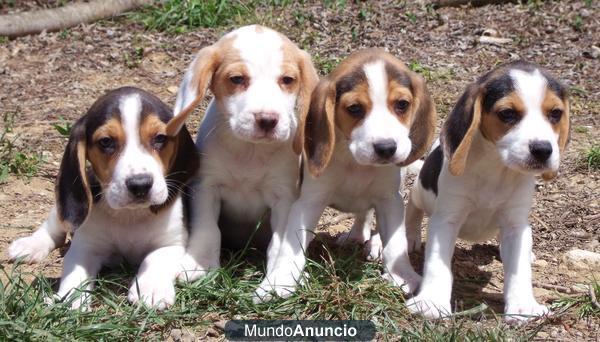 BEAGLES 250€