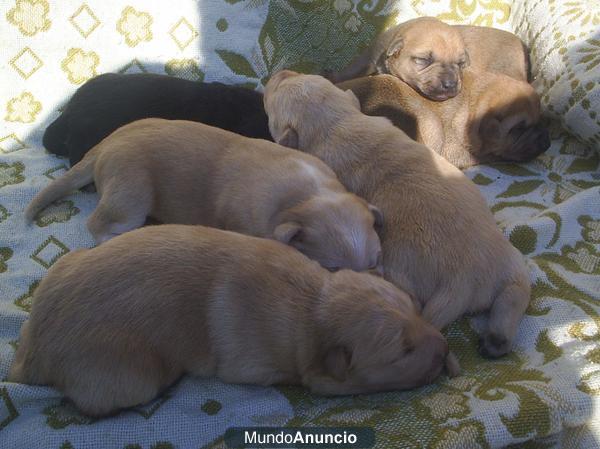 BUSCO HOGAR PARA CACHORROS DE PERRO