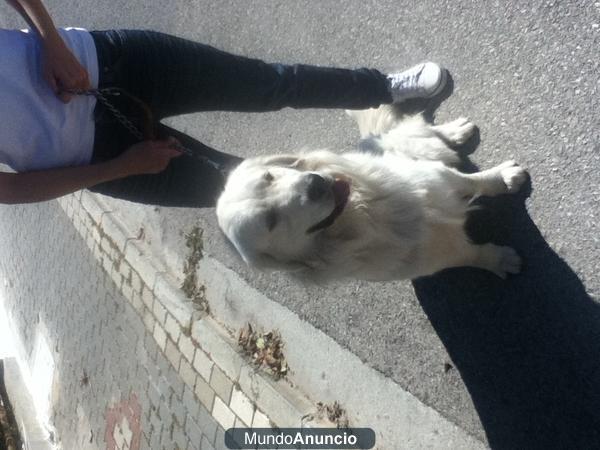 busco novia para mi perro golden retriever con pedigrí