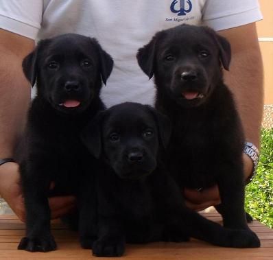 Cachorritos de labrador retriever con garantías