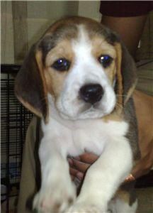 Cachorros de beagle con pedegree y garantias ( a )