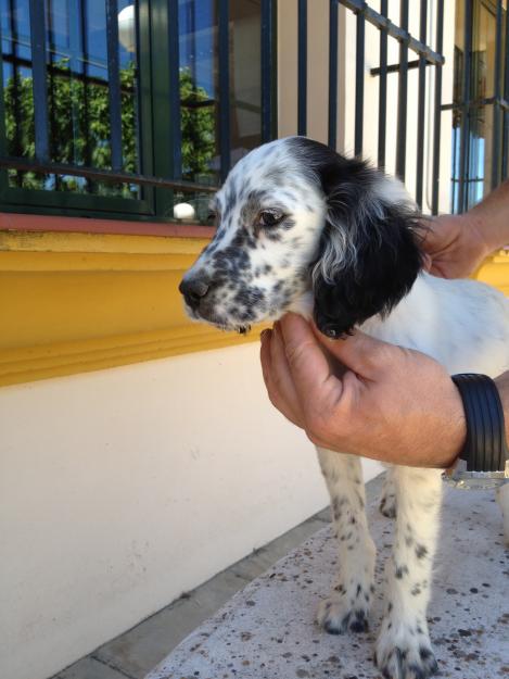 cachorros de setter ingles (perros de caza)