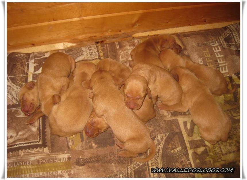 cachorros de vizsla braco hungaro