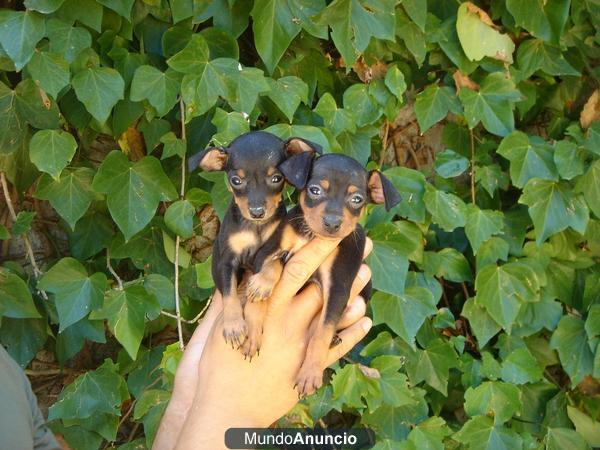 CACHORROS PINSCHER MINI 300 €