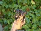 CACHORROS PINSCHER MINI 300 € - mejor precio | unprecio.es