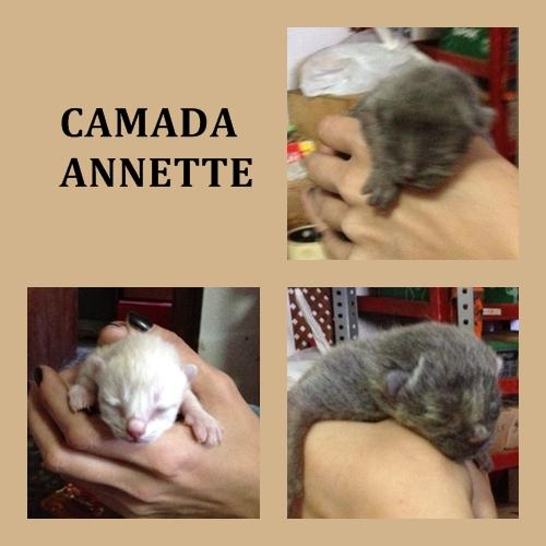 CAMADA ANNETTE. Tres hermosos gatitos buscan adopción o acogida, los quieren sacrificarrr!