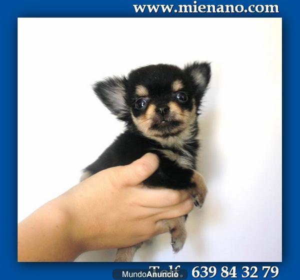 CHIHUAHUAS MINI DE CALIDAD EN VENTA, GARANTIA MIENANO.COM  Md