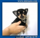 CHIHUAHUAS MINI DE CALIDAD EN VENTA, GARANTIA MIENANO.COM Md - mejor precio | unprecio.es