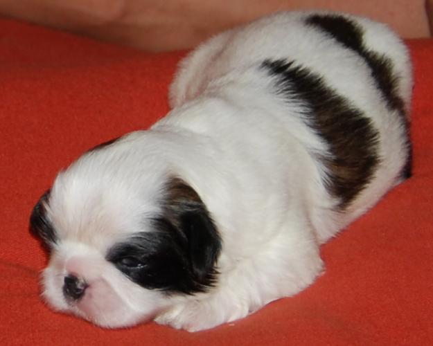 MAGNIFICOS SHIH TZU CON PEDIGREE