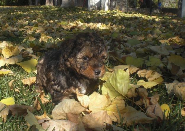 MIMO, cruce Perro Aguas