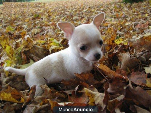 Mini cachorros de chiguagua disponible, pelo corto.