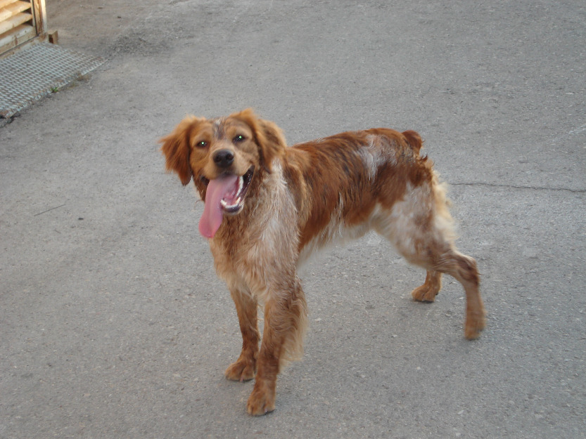 Perrito busca perrita