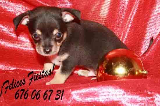 Preciosos Chihuahua, ¡Garantía veterinaria, 5 AÑOS