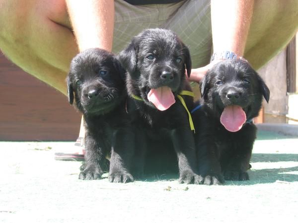 Preciosos y economicos cachorros de labrador